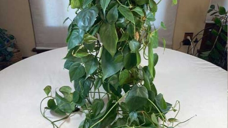 Philodendron Cultural Impact: From Art Nouveau to Instagram Fame