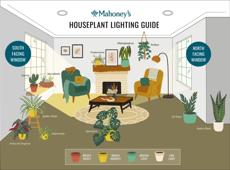 Philodendron Light Requirements: Complete 400+ Lux Guide with Species Charts