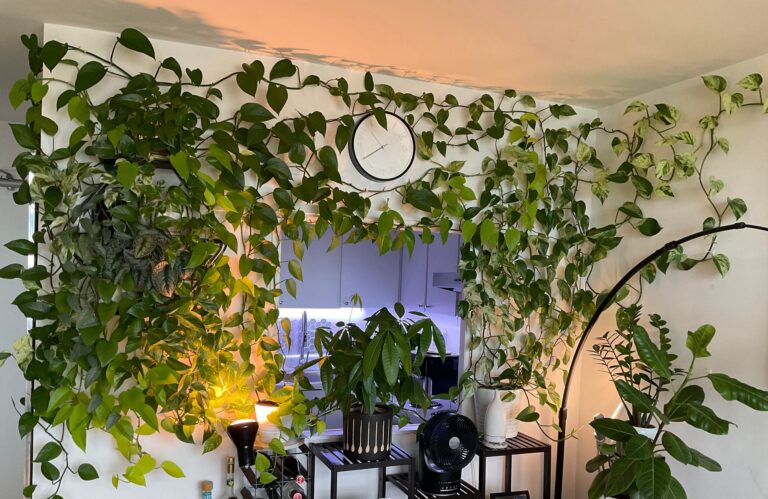 Philodendron History: From Ancient Rainforests to Modern Homes