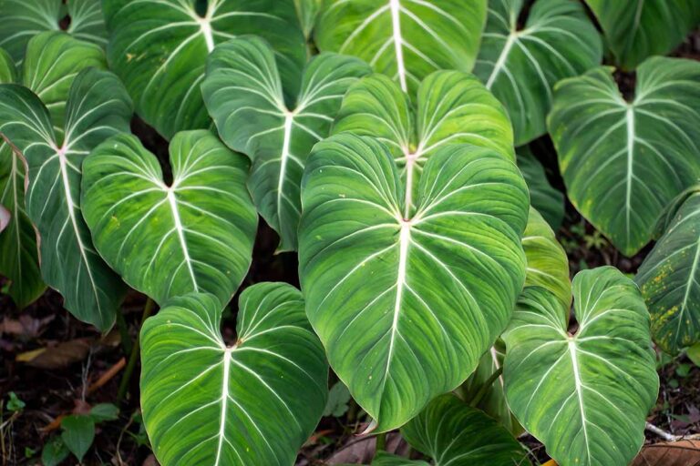 Philodendron Scientific Classification: Complete Botanical Guide