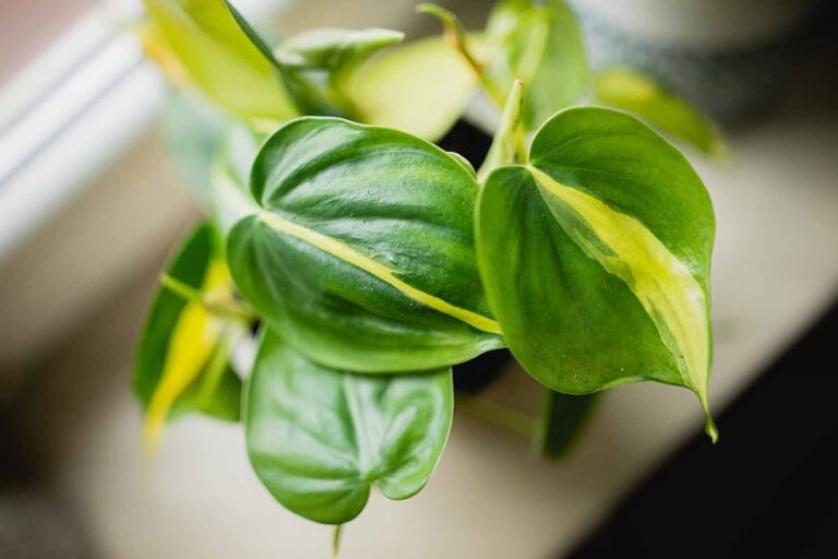 Philodendron Brasil Variegated Care: Expert Guide to Stunning Foliage