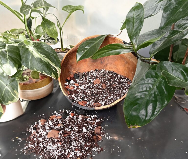 Philodendron Soil Science: Complete Growing Medium Guide