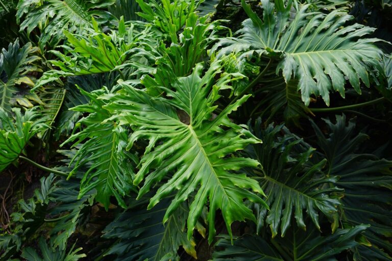 Philodendron Temperature & Humidity: Complete Optimal Ranges Guide