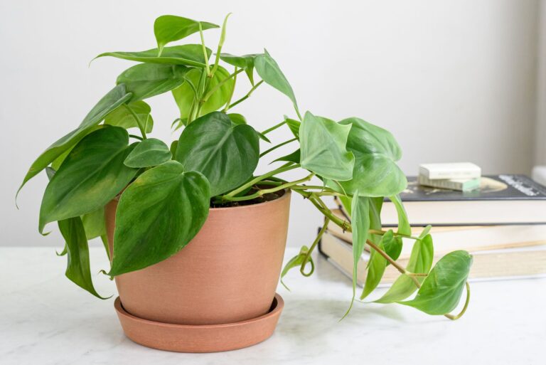 Building a Philodendron Collection: Complete Beginner to Expert Guide