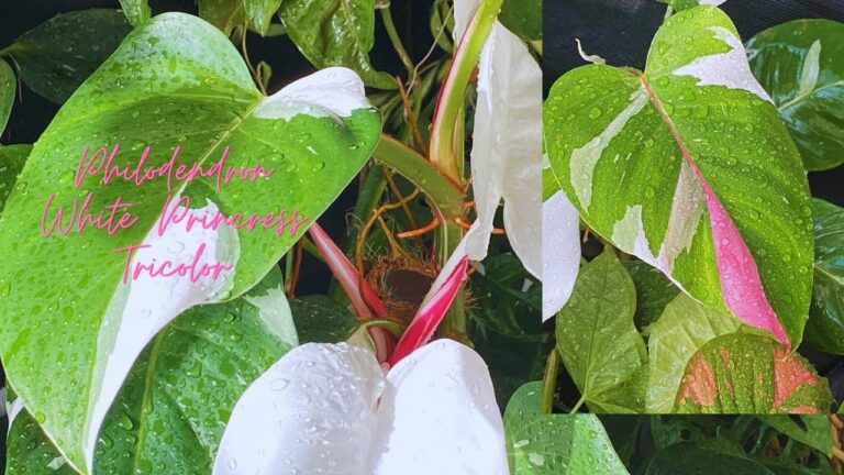 Variegated Philodendron Propagation: Preserve Pink & White Variegation