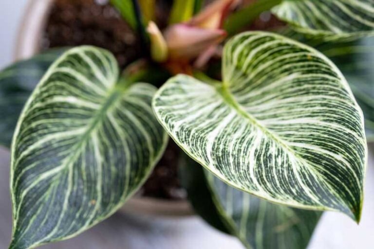 Philodendron Birkin White Stripe Care: Complete Variegation Guide