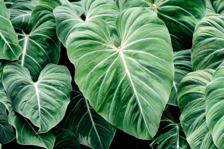 Philodendron Gloriosum Crawler Care: Master Terrestrial Growth