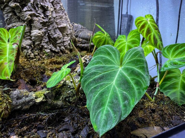Philodendron Terrariums: Complete Miniature Ecosystem Creation Guide