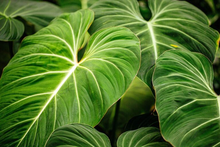 Philodendron Melanochrysum Velvet Leaf Care: Ultimate Expert Guide