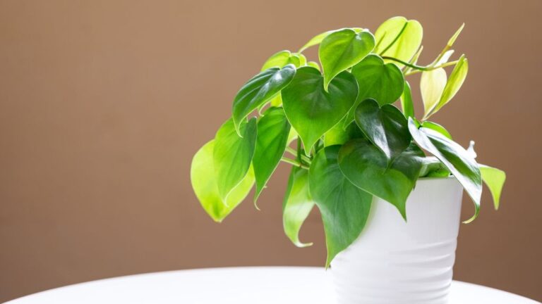 Philodendron Name Meaning: Greek Etymology & Symbolism Explained