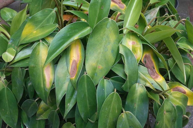 Philodendron Pest Identification: Complete Visual Guide (2025 Edition)