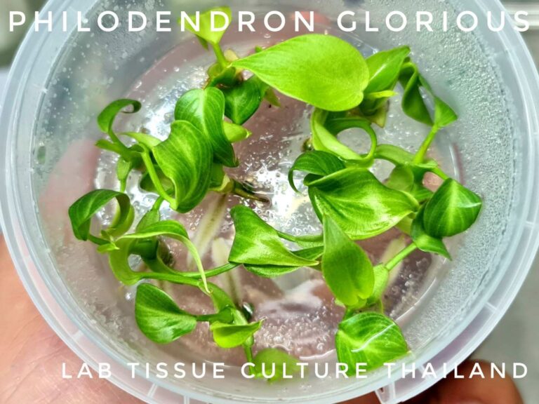Philodendron Tissue Culture: Advanced Lab Techniques for 300% Growth Success