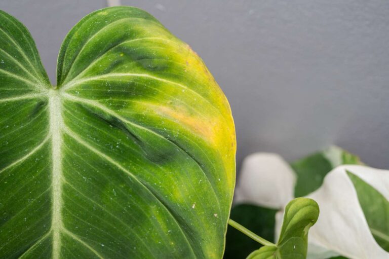 Philodendron Leaf Problems: Complete Guide to Yellowing, Browning & Spots