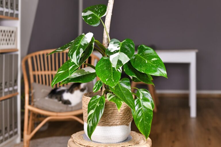 Philodendron Root Rot Recovery: Complete 5-Step Protocol That Works
