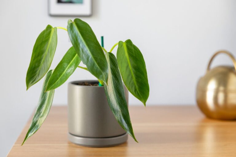 Philodendron Price Guide 2025: From $5 to $50,000+ Varieties