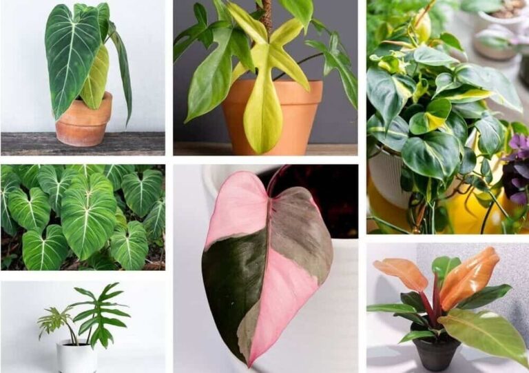 Rare Philodendron Propagation: 7 Advanced Techniques for Challenging Species
