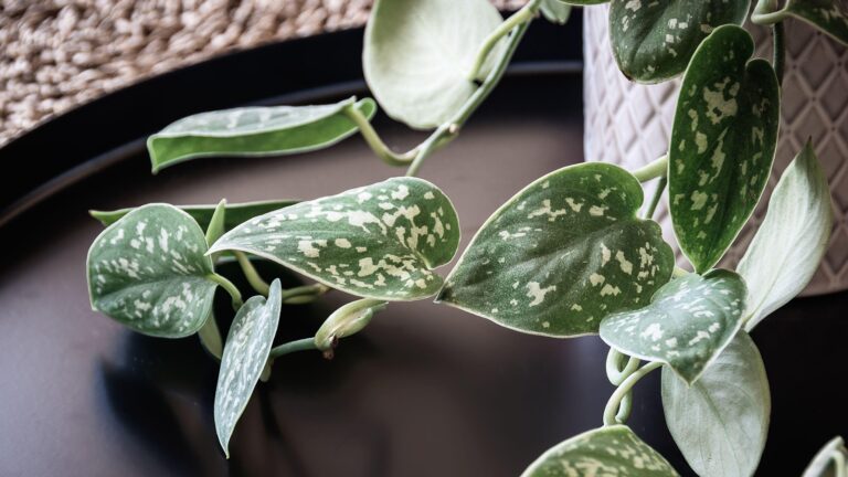 Philodendron Pest Treatment: Complete Guide to Organic & Chemical Solutions