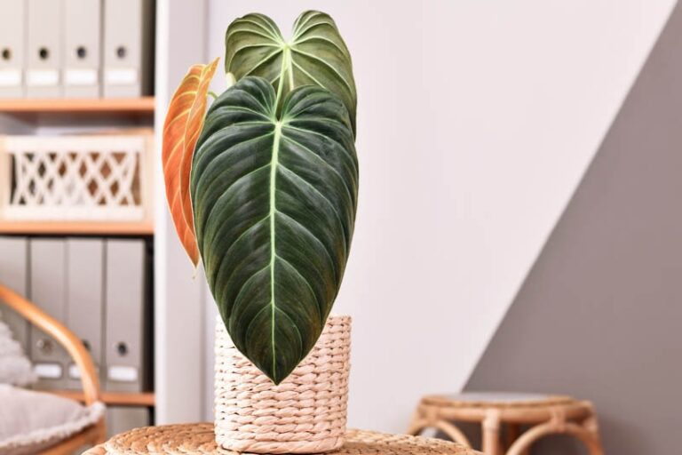 Rare Philodendron Investment Guide: 2025 Market Values & ROI Analysis